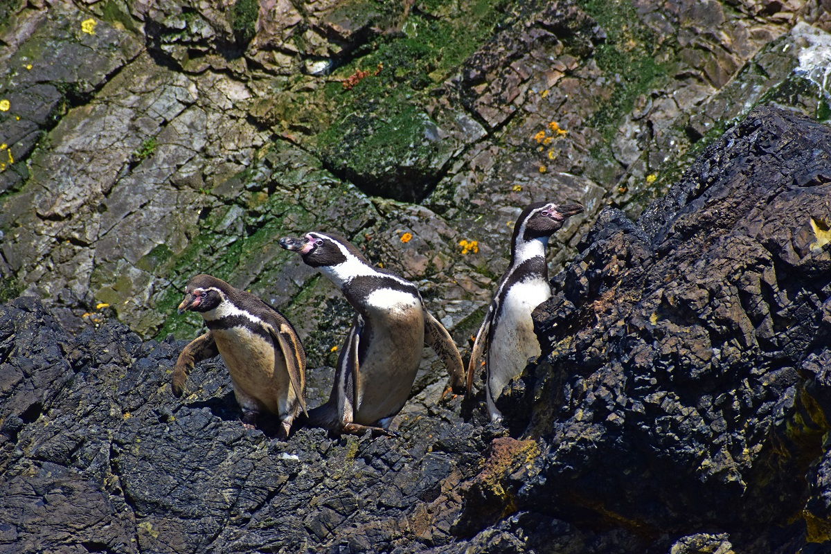 Pinguineras Puñihuil
